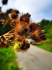 Close-up of wilted plant against sky