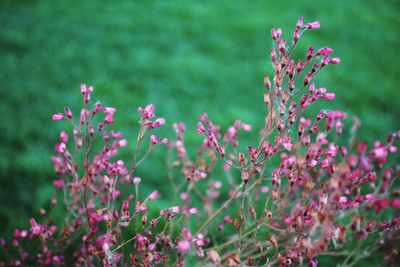 Close-up of purple flowers