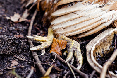 Close-up of insect on dry leaf