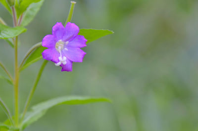 Close-up of pink flowers