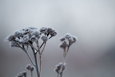 Close-up of wilted plant during winter