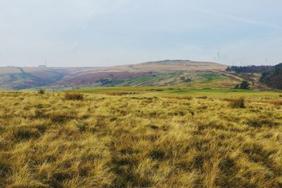 Scenic view of agricultural field against sky