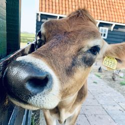 Close-up of a horse