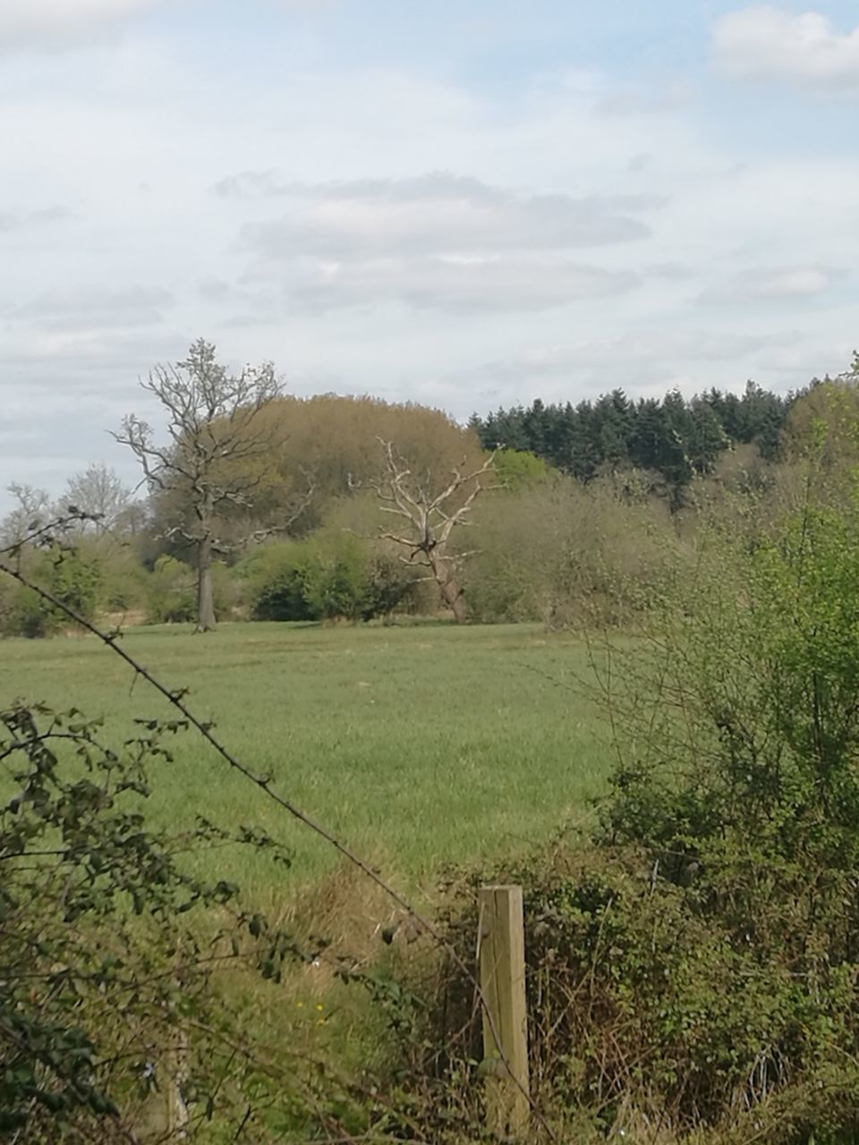 tree, growth, nature, sky, agriculture, tranquility, landscape, rural scene, farm, field, beauty in nature, tranquil scene, no people, cloud - sky, scenics, plant, outdoors, day