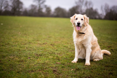 Portrait of golden retriever on grass