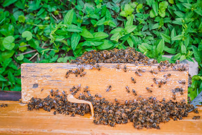 Top view of beehive entrance with stack of bees
