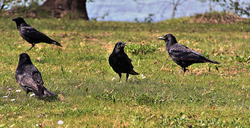 Close-up of bird perching on field