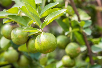 Close-up of fruit growing on tree