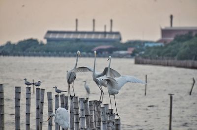 Seagulls perching on wooden post in sea