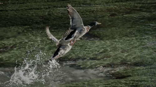 Bird flying over lake