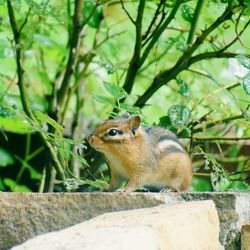 Squirrel on a tree