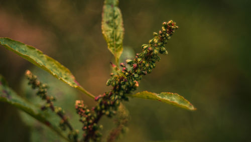 Close-up of flowering plant