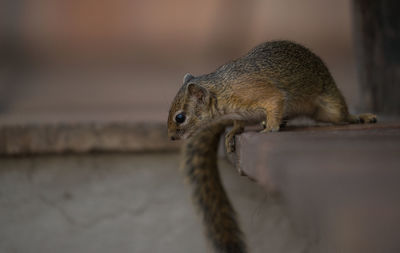 Close-up of squirrel