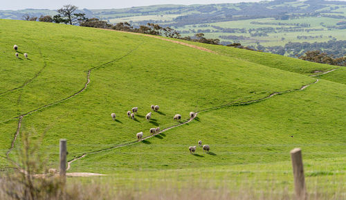 View of sheep grazing on field
