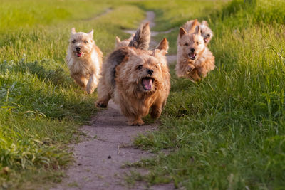 Dogs breed norwich terrier on the walk in the field