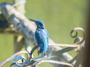 Close-up of bird perching on railing