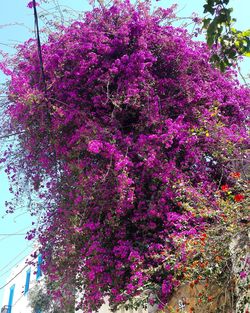Low angle view of pink flowering plant