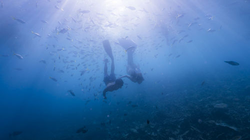 Jellyfish swimming in sea