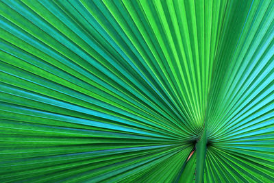 Full frame shot of palm leaf