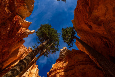 Low angle view of trees against sky