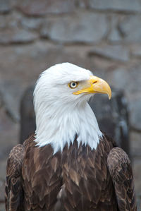 Close-up of bald eagle against wall