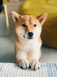 Portrait of dog relaxing on bed at home