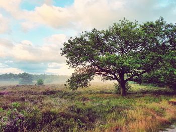 Tree on field against sky