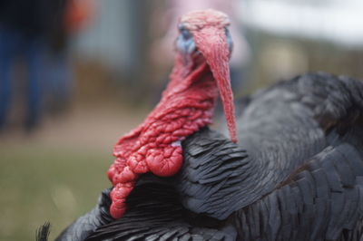 Close-up of rooster