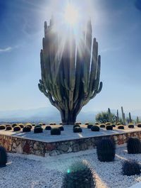 Sun shining through cactus on rock