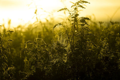 Close-up of stalks growing in field against sky