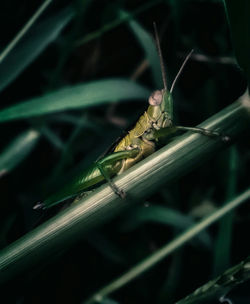 Close-up of grasshopper on grass