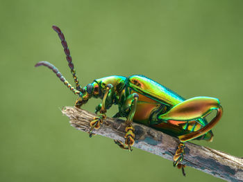 Macro shot of shiny beetle