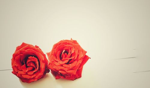 Close-up of red roses against white background