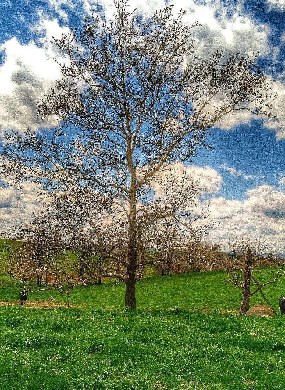 grass, tree, tranquility, water, sky, nature, beauty in nature, tranquil scene, field, green color, growth, scenics, cloud - sky, grassy, day, landscape, branch, outdoors, idyllic, weather