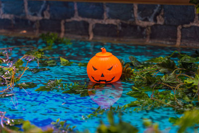 View of pumpkins in garden during halloween