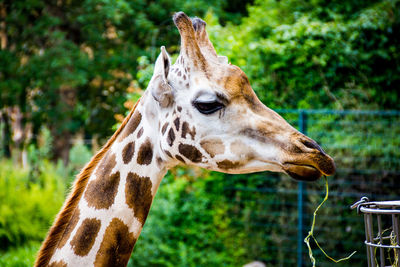 Giraffe eating vine at zoo