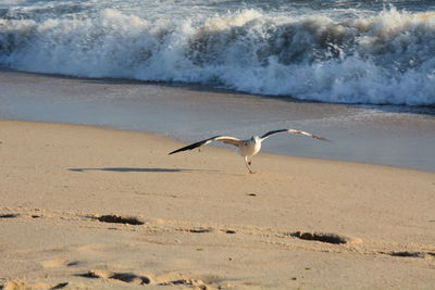 Gray heron flying over beach