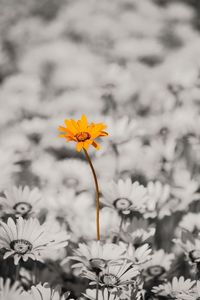 Close-up of yellow flowering plant