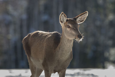 Deer during winter