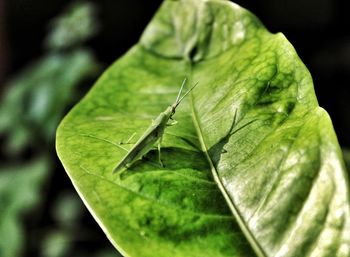 Close-up of green leaf