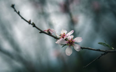 Close-up of almond blossom on branch