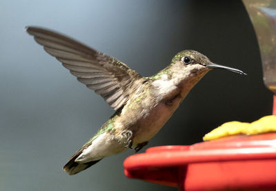 Hummingbird drinking at the feeder