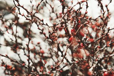 Close-up of cherry tree during winter