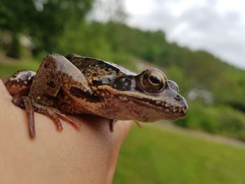 Close-up of lizard on hand