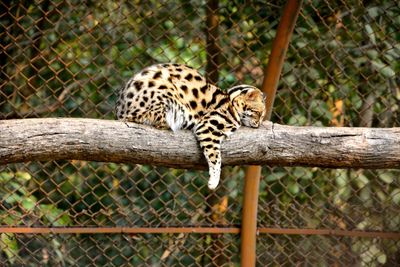 Serval relaxing on tree