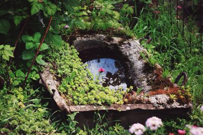 Plant growing in a garden