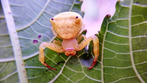 Close-up of spider on plant