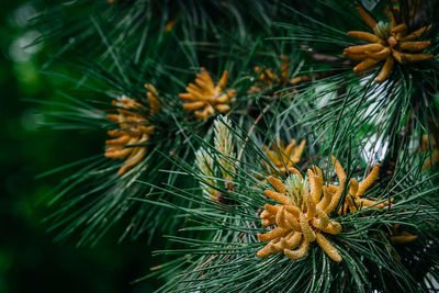 Close-up of pine tree