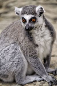 Portrait of monkey sitting outdoors
