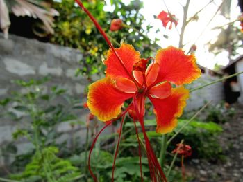 Close-up of red flowers